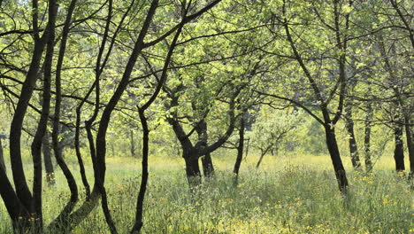 Knospende-Bäume-Auf-Einem-Feld-Mit-Hohem-Gras-Im-Süden-Frankreichs,-Sonniger-Frühlingstag
