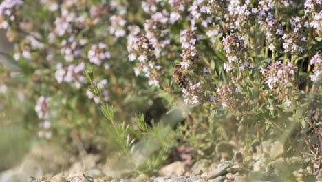 Thyme-plant-with-a-bee-pollinating-flowers