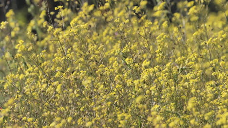 Gelbe-Blumen-In-Nahaufnahme-Mit-Einer-Hummel-Im-Sonnigen-Frühling-Im-Süden-Frankreichs