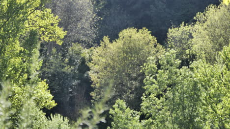 Wunderschöne-Grüne-Bäume-Und-Vegetation-Mit-Fliegenden-Pollensamen-Im-Französischen-Frühling