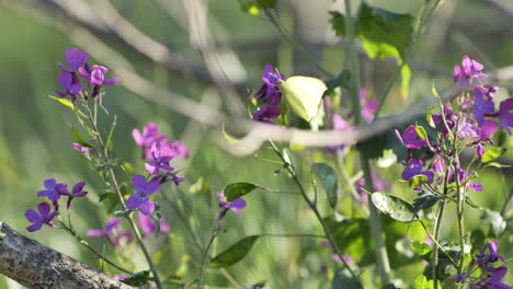 Weißer-Schmetterling-Auf-Violetten-Blüten-Aus-Nächster-Nähe-Im-Frühling-Im-Süden-Frankreichs