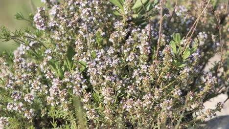 Kleine-Biene-Auf-Einer-Thymuspflanze-Im-Süden-Frankreichs,-Sonniger-Tag