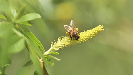 Biene-Voller-Pollen-Auf-Ihren-Beinen-Auf-Einer-Blume-Im-Süden-Frankreichs,-Sonniger-Frühlingstag