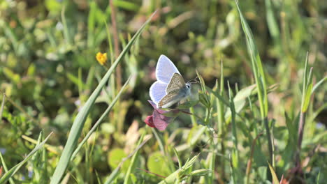Blauer-Schmetterling-Auf-Gras-Frühling-Sonniger-Tag-Im-Süden-Frankreichs