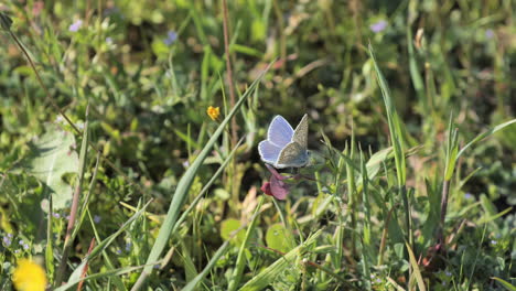 Mariposa-Azul-Sobre-Una-Flor-En-Un-Campo-Cerca-Del-Sur-De-Francia-Soleado-Día-De-Primavera