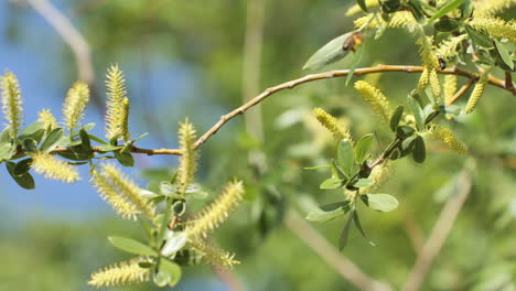 Biene-Fliegt,-Blume-Blüht-Auf-Einem-Baum,-Sonniger-Frühlingstag,-Frankreich