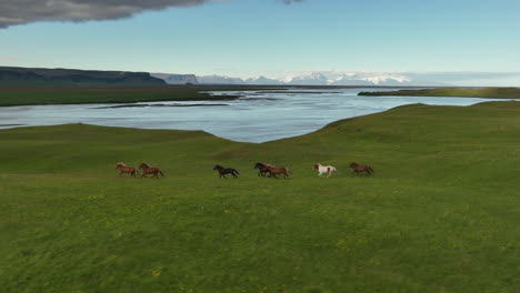 Herde-Pferde,-Die-In-Zeitlupe-Laufen,-Island-Luftaufnahme