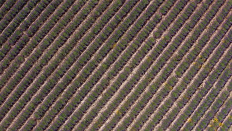 Grafische-Linien-Von-Lavendel-In-Einem-Feld,-Luftaufnahme-Von-Oben,-Provence,-Frankreich