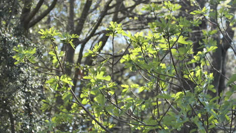 Fresh-green-leaves-on-branches-south-of-France-forest