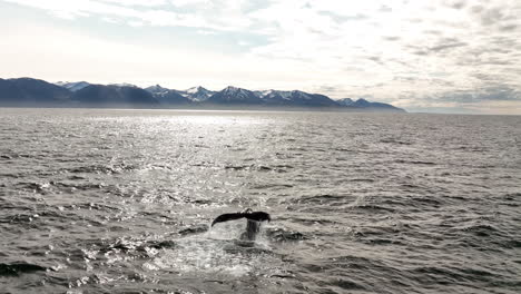 Humpback-whale-tail-disappearing-in-the-ocean-with-mountains-in-background