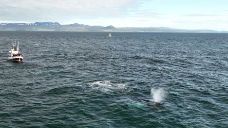 Boote-In-Island,-Die-Buckelwale-In-Zeitlupe-Aus-Der-Luft-Beobachten