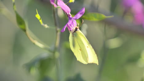Mariposa-Amarilla-Sobre-Una-Flor-Cerca-Del-Sur-De-Francia-Soleado-Día-De-Primavera