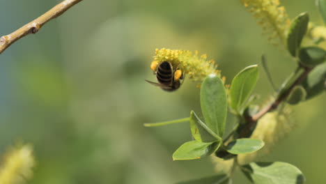 Biene-Mit-Pollen-Auf-Ihren-Beinen-Auf-Einer-Blume-In-Der-Nähe-Von-Südfrankreich