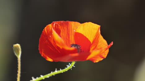 red-poppy-flower-close-up-macro-blurry-background-south-of-France