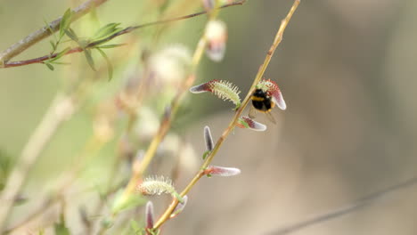 bumblebee-feeding-on-flower-nectar-south-of-France