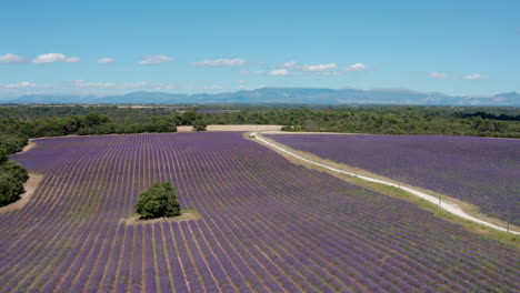 Nahansicht-über-Lavendelfelder-Mit-Einem-Pfad-Und-Waldluftaufnahme-Frankreich