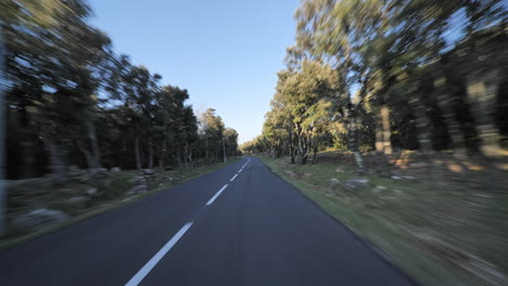 Road-passing-fast-in-the-forest-south-of-France-sunny-evening