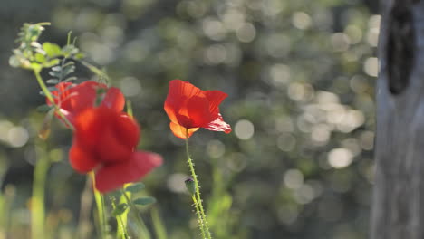Flores-De-Amapola-Roja-Cerca-De-Un-árbol-Fondo-Borroso-Al-Sur-De-Francia