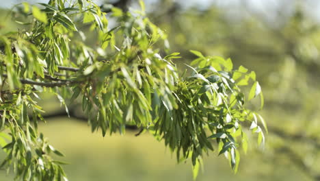 fresh-leaves-growing-on-branches-spring-France-sunny-day-close-up