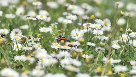 orange-and-black-butterfly-on-a-daisy-spring-sunny-day