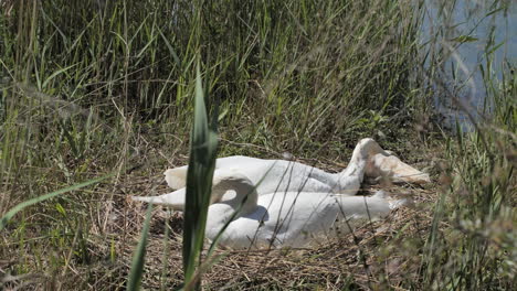 Mute-swans-couple-in-a-nest-with-garbage-environmental-pollution-Cygnus-olor