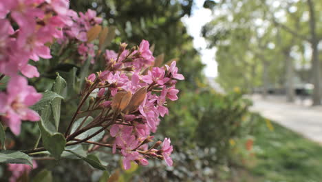 Wunderschöne-Rosa-Blumen-In-Montpellier-Im-Frühling
