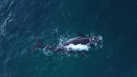 Anmutig-Und-Kraftvoll-Schwimmt-Ein-Buckelwal-Durch-Die-Gewässer-Südafrikas