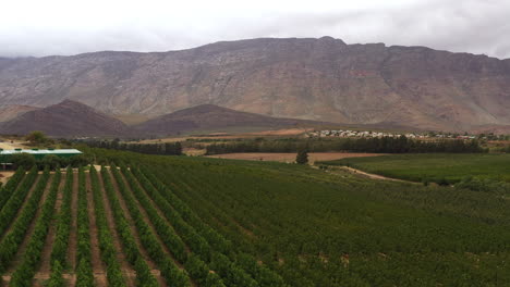 Weinberg-In-Der-Südafrikanischen-Landschaft,-Luftaufnahme-Der-Weinproduktion