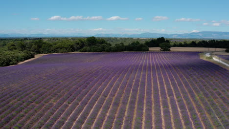 Erstaunliche-Luftaufnahme-Des-Lila-Lavendelfeldes,-Frankreich,-Provence