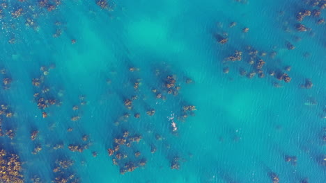 Luftaufnahme-Von-Oben-über-Wilde-Robben,-Die-In-Einem-Kelp-Algenwald-In-Südafrika-Schwimmen