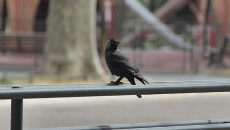 Common-raven-on-a-railing-Montpellier-park-spring