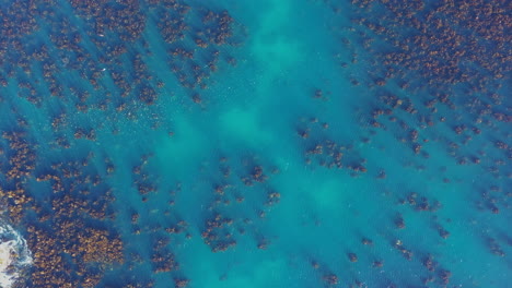 Wildtierrobben-Schwimmen-Im-Klaren-Blauen-Wasser,-Luftaufnahme-Von-Oben-In-Südafrika