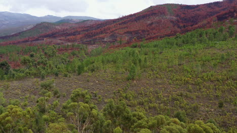 Kontrast-Zwischen-Gesunden-Grünen-Bäumen-Und-Verbranntem-Wald-In-Südafrika-Aus-Der-Luft