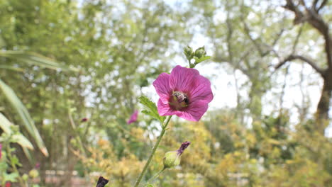 Wunderschöne-Rosa-violette-Blume,-Die-In-Einem-öffentlichen-Garten-In-Montpellier,-Frankreich,-Blüht