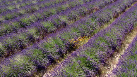 field-of-lavender-close-aerial-view-over-it-France-Provence