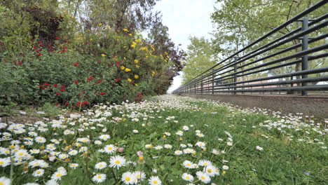 close-shot-over-daisies-in-a-public-garden-Montpellier-spring