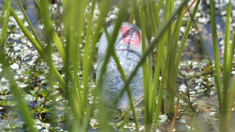 Plastic-bottle-of-water-floating-on-a-pond-environment-disaster-France