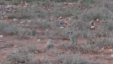 Group-of-meerkats-Suricata-suricatta-small-mongooses-scratching-the-soil