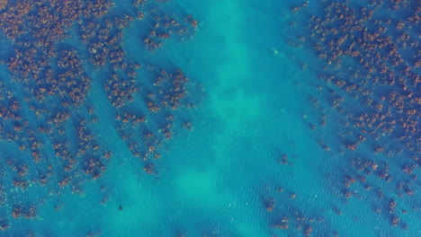 Kelp-algae-in-crystal-blue-water-aerial-top-shot-South-African-shore