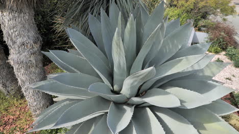 Riesige-Saftige-Aloe-Vera-Pflanze-Im-Sonnenfrühling-Montpellier