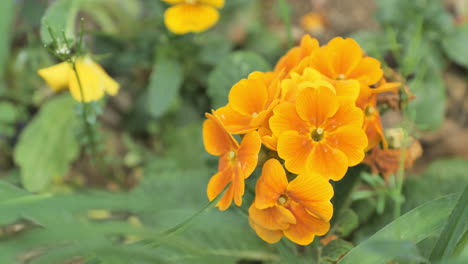 Flores-De-Color-Naranja-Que-Florecen-Durante-La-Primavera-Montpellier