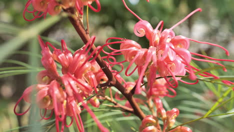 Rote-Blume-Mit-Ameisen,-Nahaufnahme-Frühling-Montpellier
