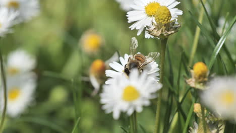 Anthophila-Arbeiterbiene-Sammelt-Pollen-Auf-Gänseblümchen