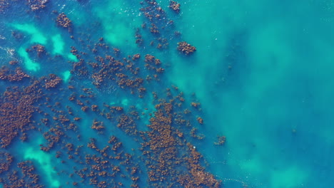 Kelp-algae-forest-in-South-Africa-natural-habitat-for-seals-aerial-drone-shot
