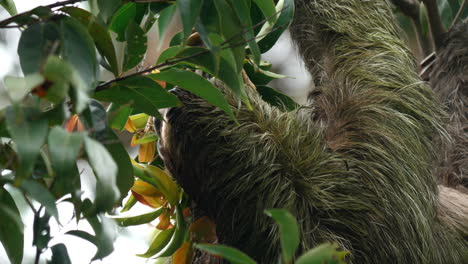 Costa-Rican-sloth-savors-a-fresh-bite.