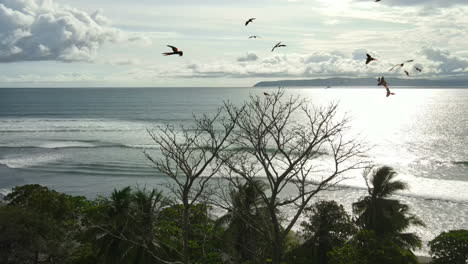 ethereal-beauty-of-macaws-in-flight-and-perched-on-tree-waves-ocean-backdrop