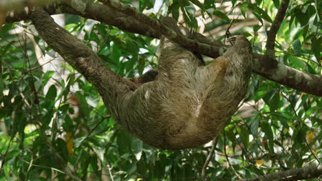 Wild-sloth-captured-in-a-moment-of-stillness-within-lush-forest-surroundings.