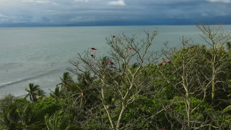 Costa-Rica-Aras-Schweben-Elegant-Empor-Und-Verkörpern-Die-Freiheit-Der-Natur.
