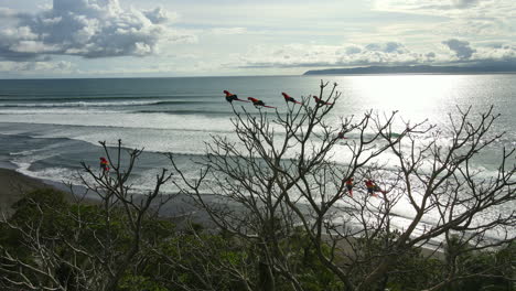 Papageien-Heben-Einen-Baum-Ab,-Meereswellen-Im-Hintergrund,-Costa-Rica