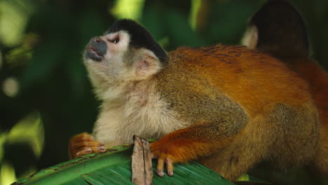 A-squirrel-monkey-surrounded-by-emerald-leaves-in-Costa-Rica's-biodiversity.
